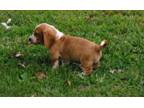 Basset Hound Puppies For Sale